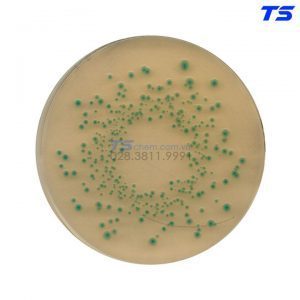 Môi trường vi sinh TBX Trypyone Bile X-Glucuronide agar - 1161220500 - Merck