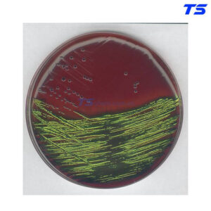 Emb Agar For The Detection And Isolation 500G - 1013470500 - Merck