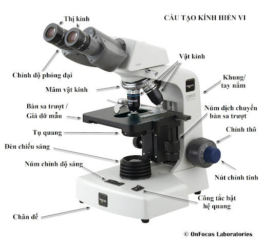 Cấu tạo của kính hiển vi